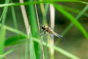 Four Spotted Chaser dragonfly (Libellula Quadrimaculata) resting on reed