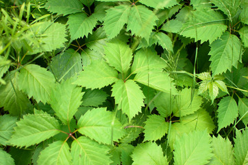 Green leaves of nettle