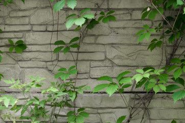 Green ivy on the white brick wall