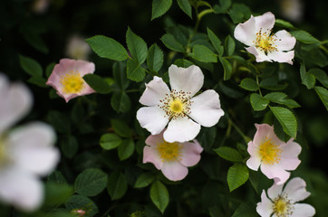 Fototapeta premium Wild rose flowers among greenery