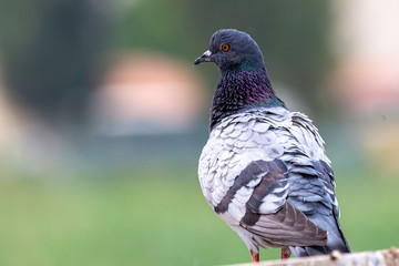 Israeli Pigeon