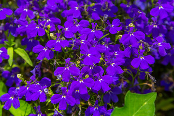 Gorgeous Purple Flower