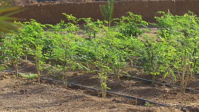 Moringa tree and watering system