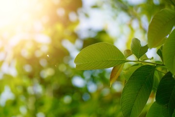 green tree leaves and branches in the nature in summer, green background