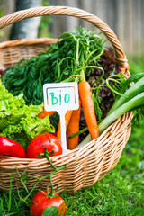 Fresh organic vegetables in wicker basket with BIO label, natural growing veggies