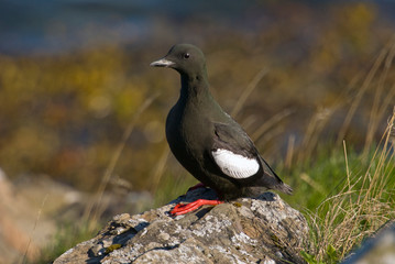 Black Guillemot (Capphus Grylle) standing on rock, Flatey Island, Iceland