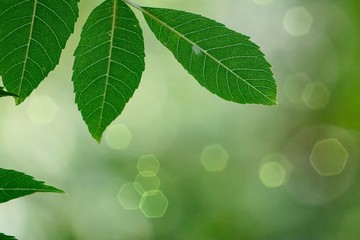 green tree leaves and branches in the nature in summer, green background