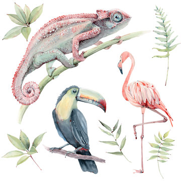 watercolor tropical animals set.