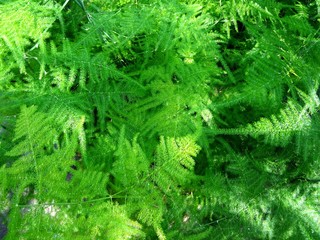 ferns background