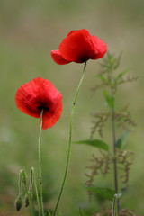 Photo Of Red Weeds