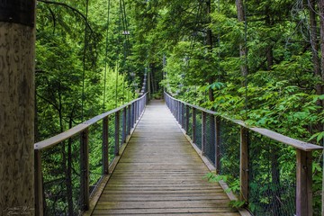 Grand pont en forêt 