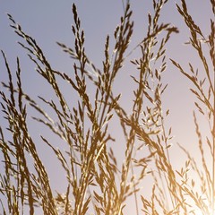 flower plant and blue sky in the nature in summer