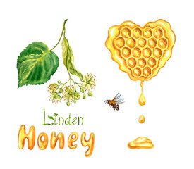 Linden honey in honeycombs, the inscription "Linden honey", a branch of a blossoming linden and a bee, watercolor painting on a white background. isolated.