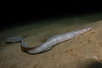 Snake Eel in the Red Sea Colorful and beautiful, Eilat Israel