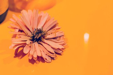 Dried decorative pink flower on orange background, highlight. Close-up, copy space, toned
