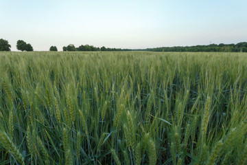 Green wheat field surrounded by the trees