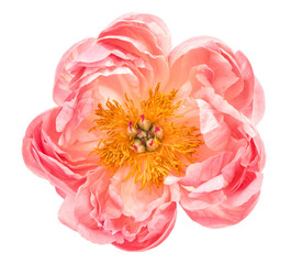 Pink peony flower head isolated white background