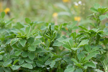 green strawberry leaves in the morning dew