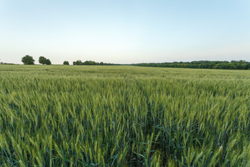 Green wheat field surrounded by the trees