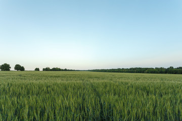 Green wheat field surrounded by the trees