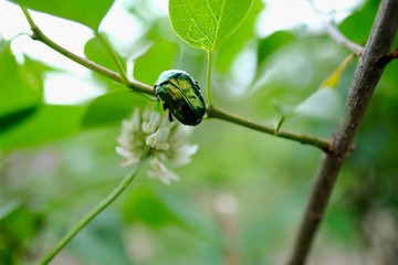 Green bug on the brunch