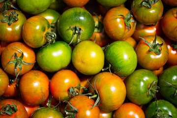Camone Tomaten aus Italien