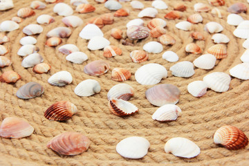 colorful seashells against the background of rope pattern