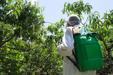 Farmer wearing white protective workwear and spraying pesticides on the peach trees in the garden