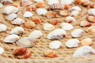 colorful seashells against the background of rope pattern