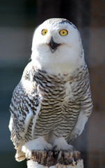 Portrait of an snow owl sitting on the wood trank stunk