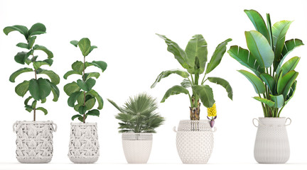 collection of ornamental plants in white baskets