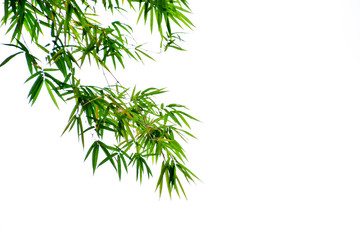 Bamboo leaves on white background