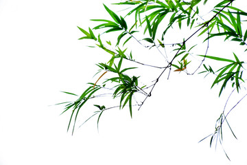 Fototapeta premium Bamboo leaves on white background