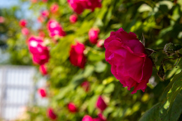 Red roses, curly. There is a place for text. The concept of summer garden