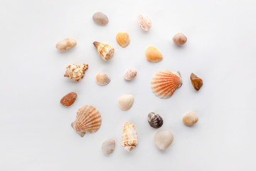 Many beautiful sea shells and pebbles on white background