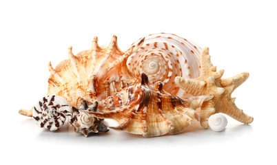 Beautiful sea shells on white background