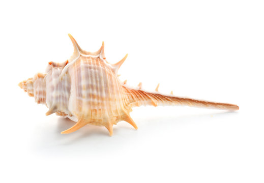 Beautiful sea shell on white background