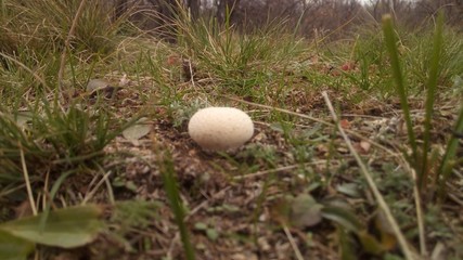 Photo of a round mushroom in the natural conditions of the steppe, among the grass, close-up with a slight blur.