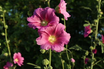 Beautiful pink stockroses or mallows in the sun