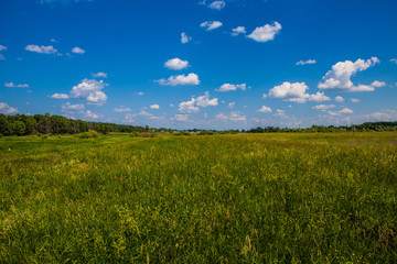 Beautiful field and forest. Russia. Mordovia.