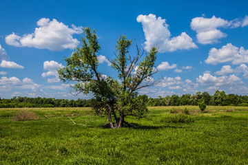 Beautiful field and forest. Russia. Mordovia.