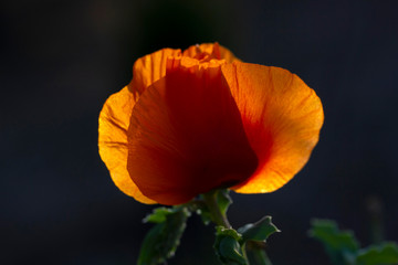 Perennial oriental ornamental poppy - Common poppy