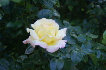 Rose jaune - Yellow rose