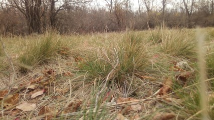 Photograph of Prairie grass and forest in the background. Image for fall cards.