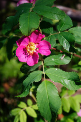natural pink flower on the wild rose Bush close-up