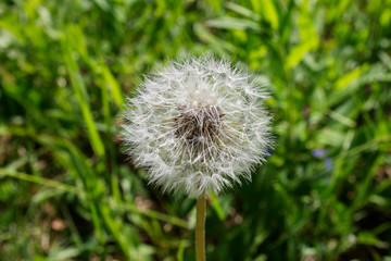 lightweight cap dandelion on a background of green field
