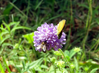 Insects bee and butterfly together pollinates a bright pink flower. The process of pollination.