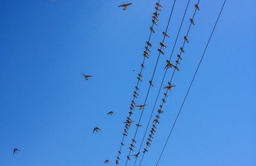 Obraz premium birds on the wires