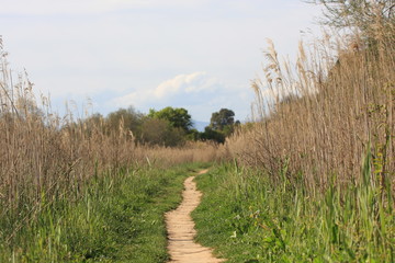 path to the beach