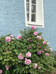 window with flowers